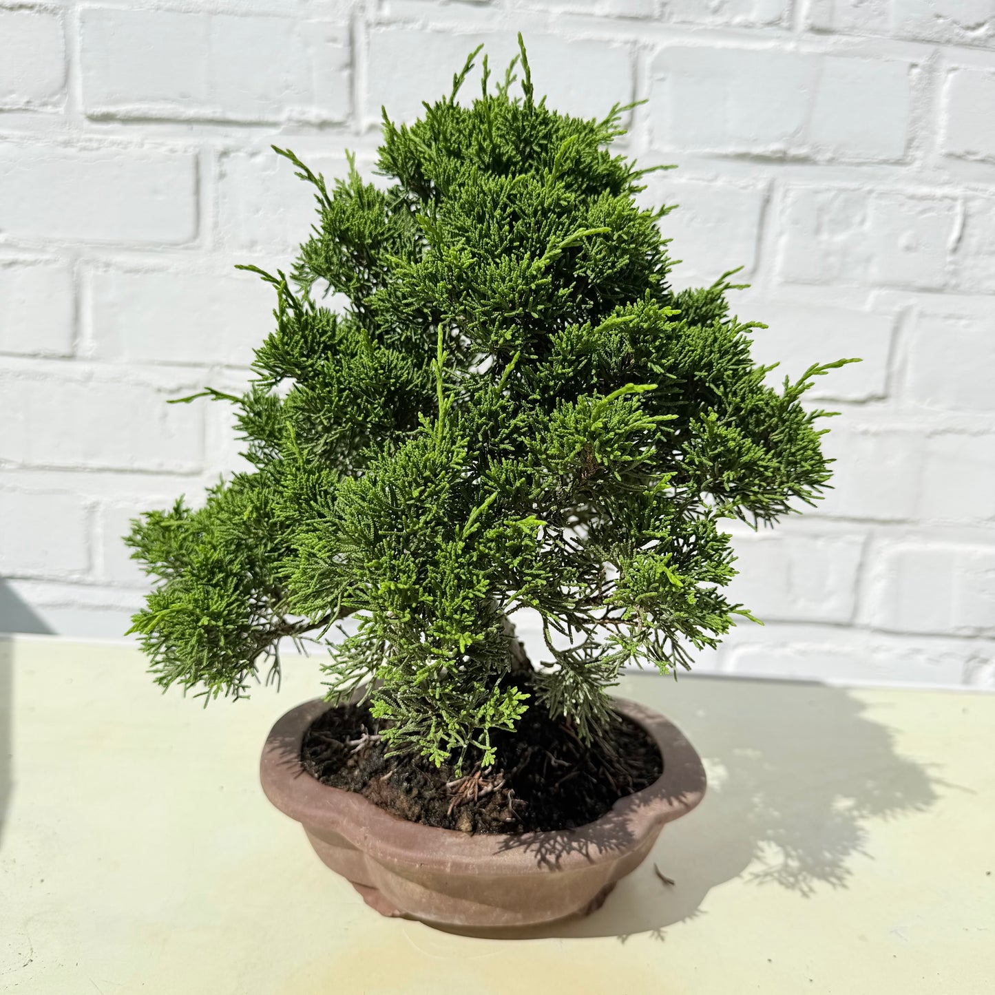 Bonsaï Genévrier  (Juniperus Chinensis) - 26 cm - 17 ans