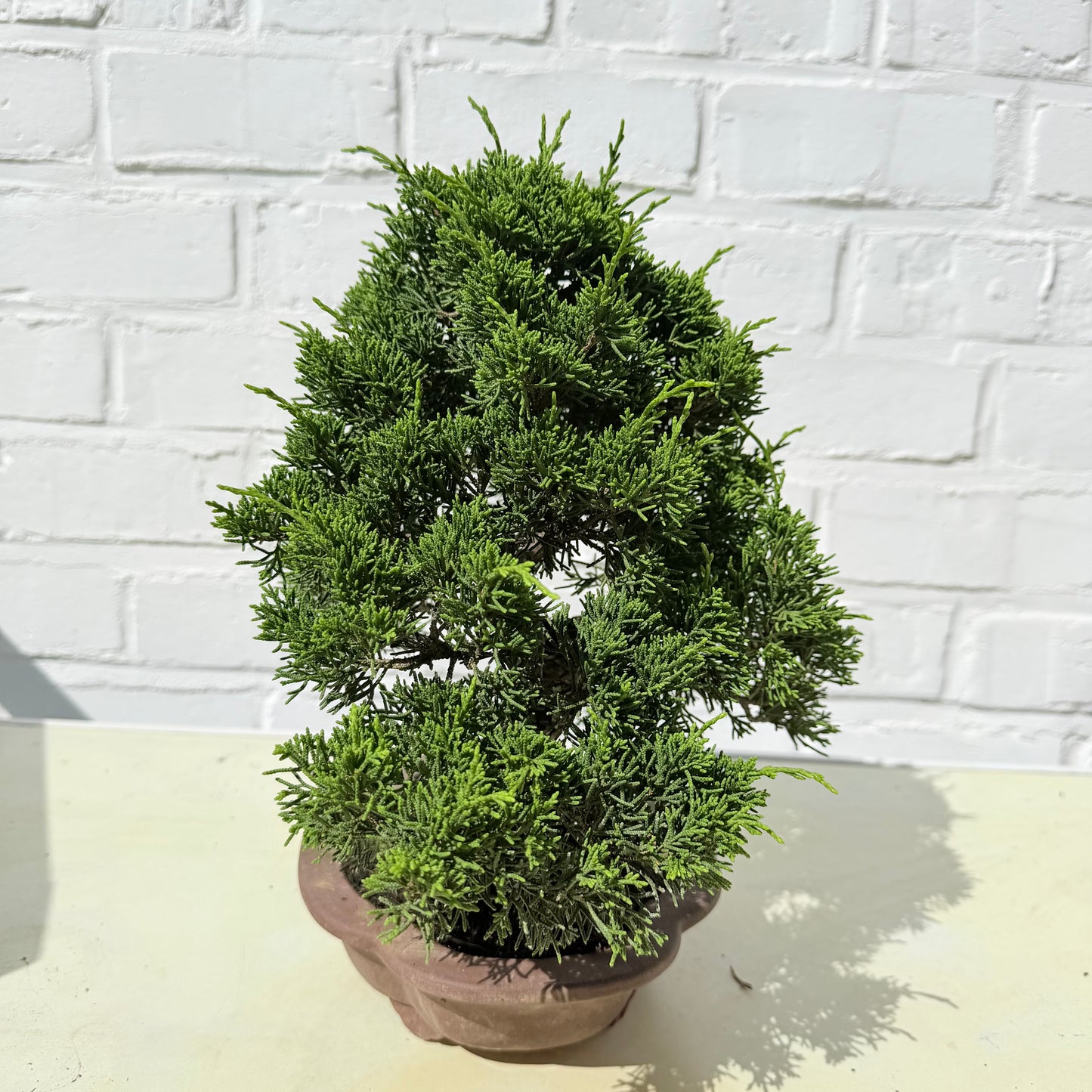 Bonsaï Genévrier  (Juniperus Chinensis) - 26 cm - 17 ans