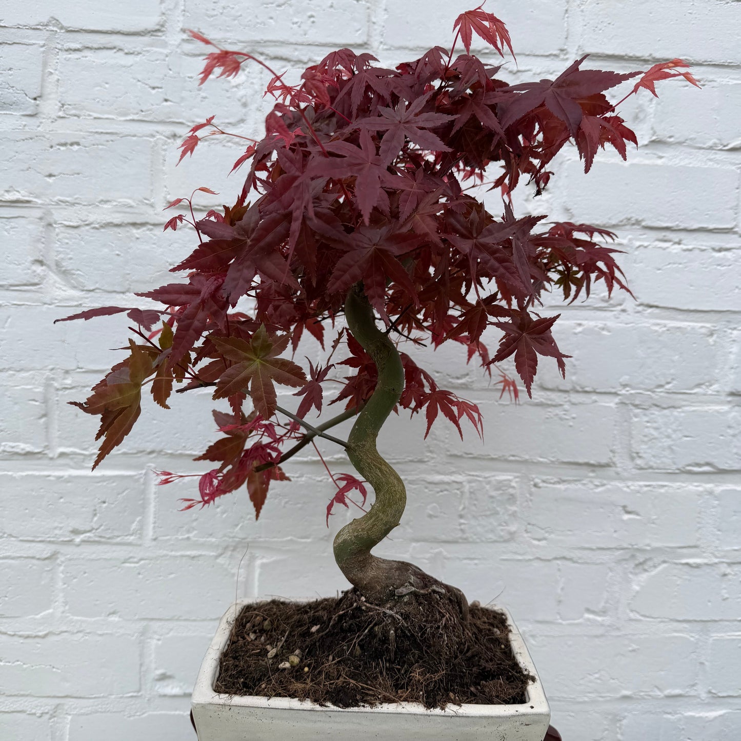 Bonsaï Erable Japonnais Deshojo (Acer palmatum Deshojo) - 40 cm
