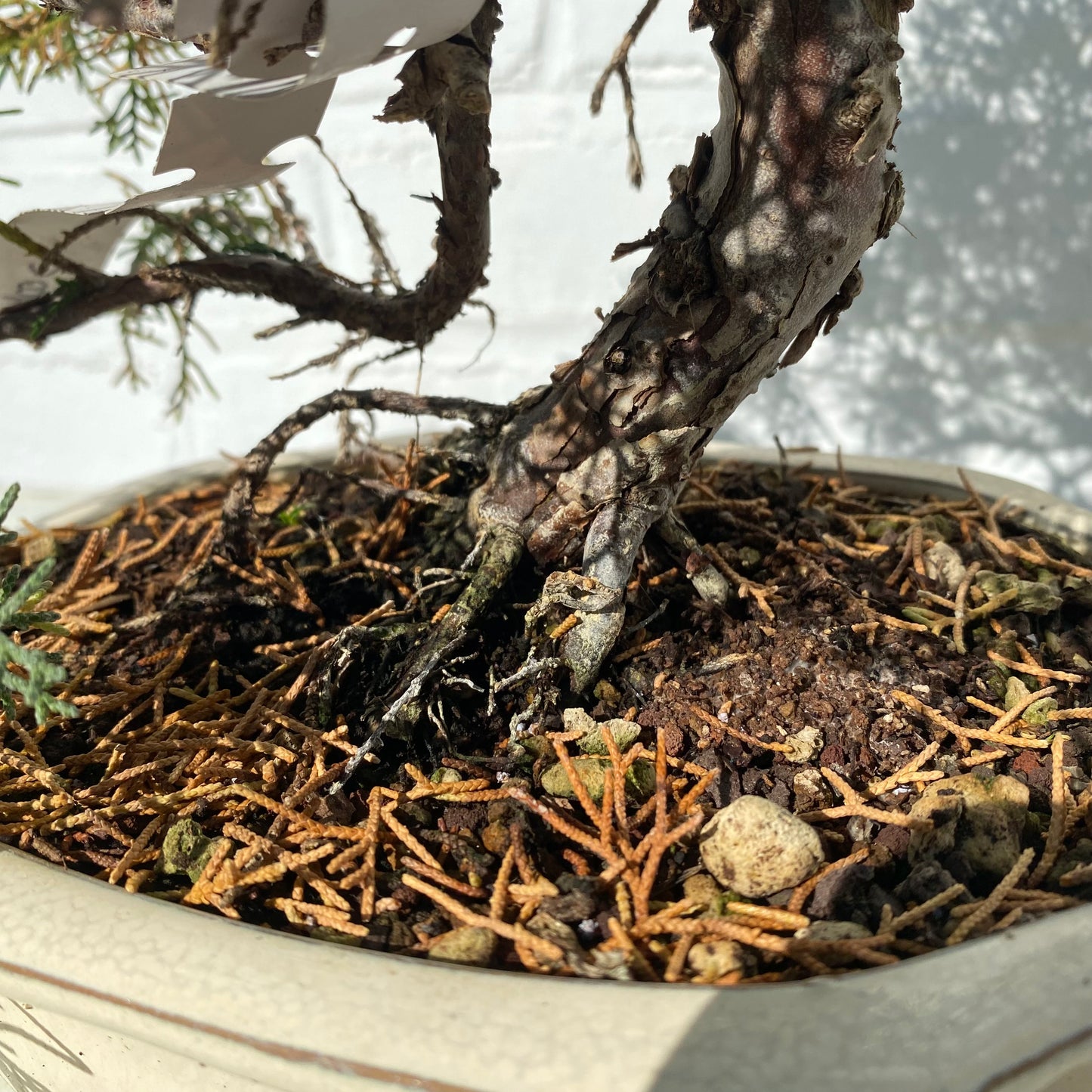 Bonsaï Genévrier  (Juniperus Chinensis) - 28 cm