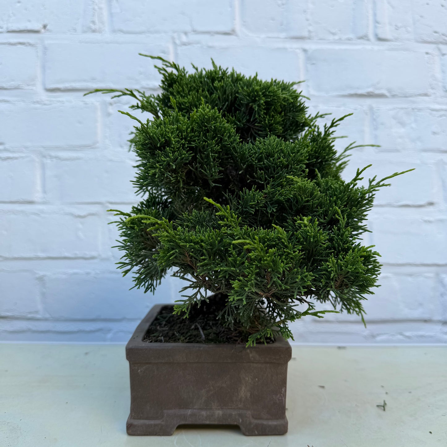 Bonsaï Genévrier  (Juniperus Chinensis) - 23 cm - 17 ans