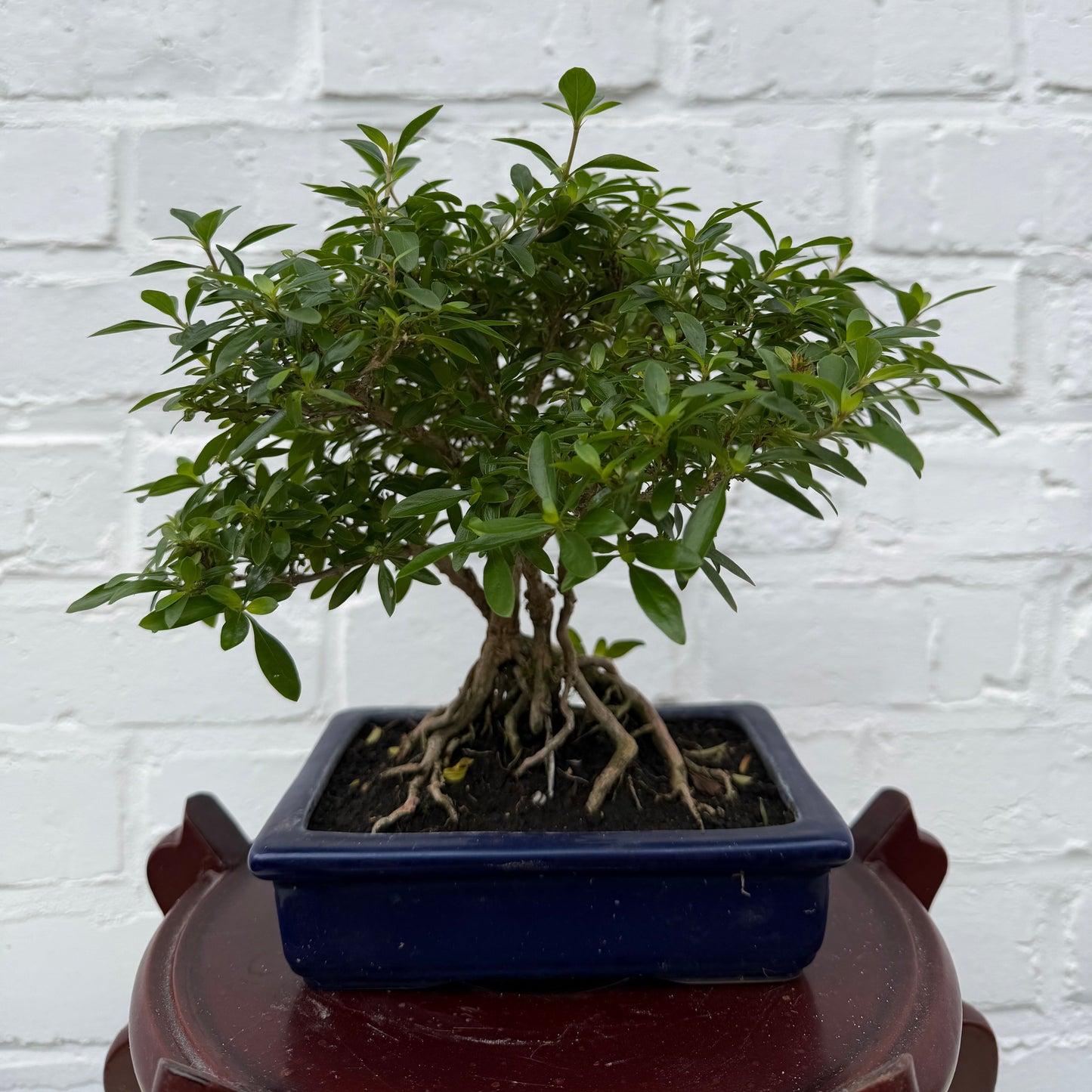 Bonsaï Serissa Phoetida 10 ans