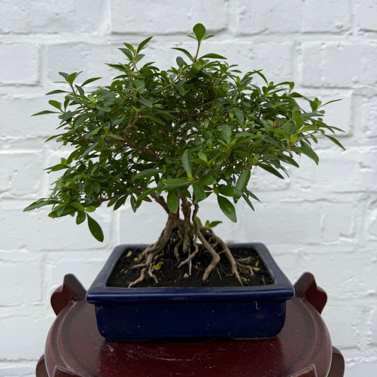 Bonsaï Serissa Phoetida 10 ans