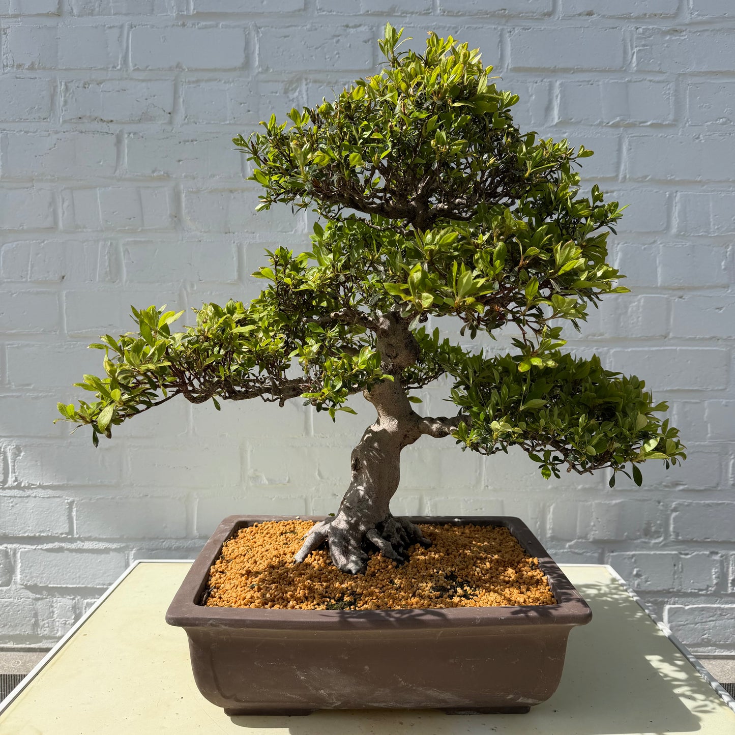 Satsuki Azalea Bonsai (Syouhounohikari) – 50 cm