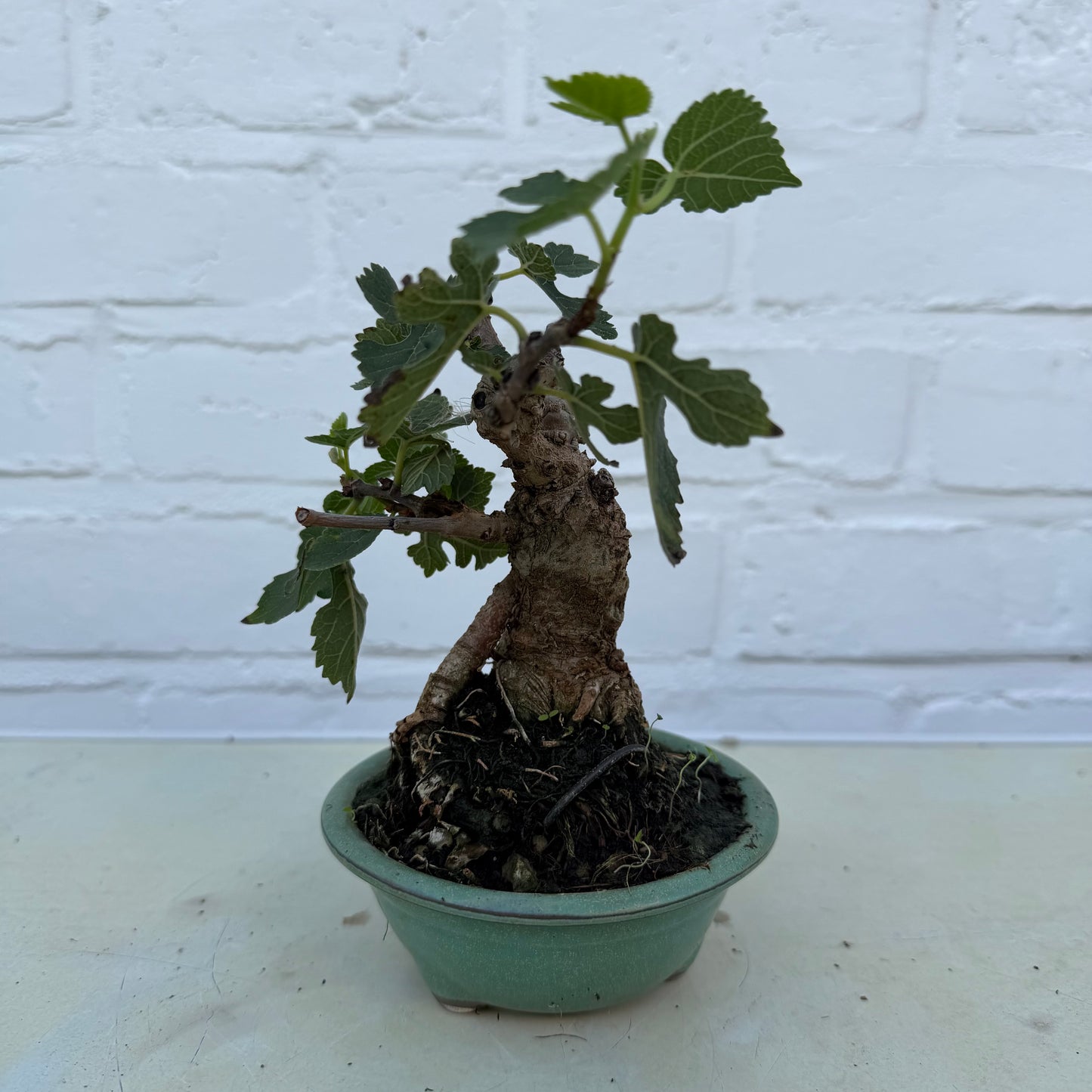 Bonsaï Mûrier (Morus) 13 ans - 14 cm