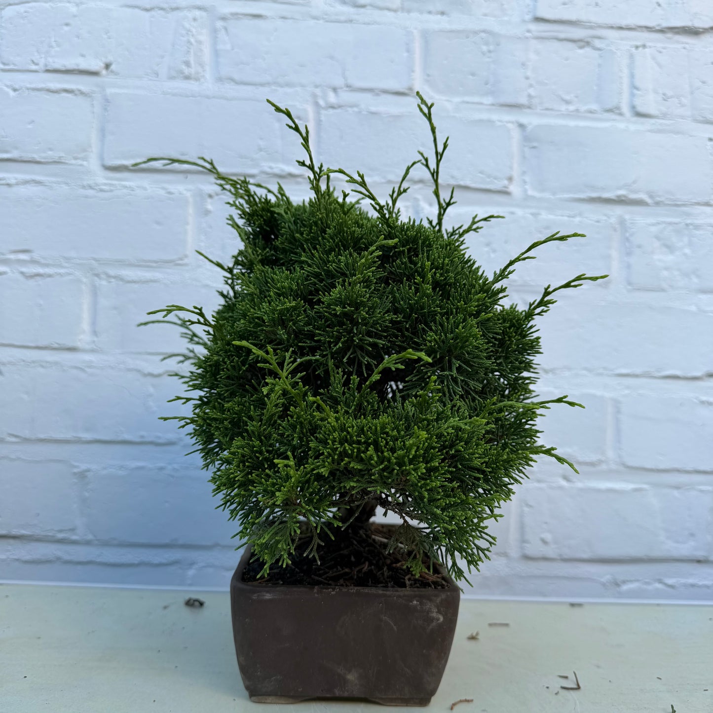 Bonsaï Jeneverbes  (Juniperus Chinensis) - 25 cm - 17 jaar