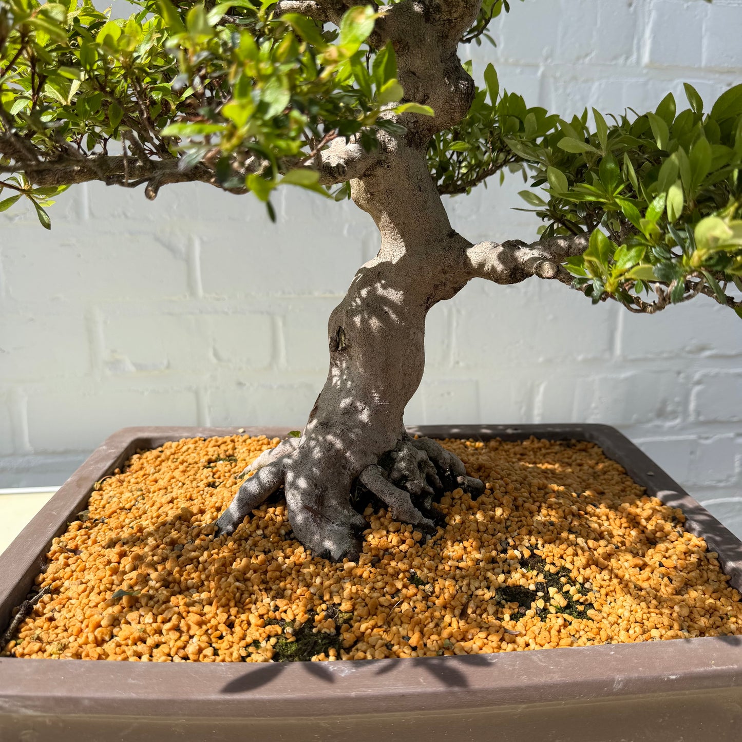 Satsuki Azalea Bonsai (Syouhounohikari) – 50 cm