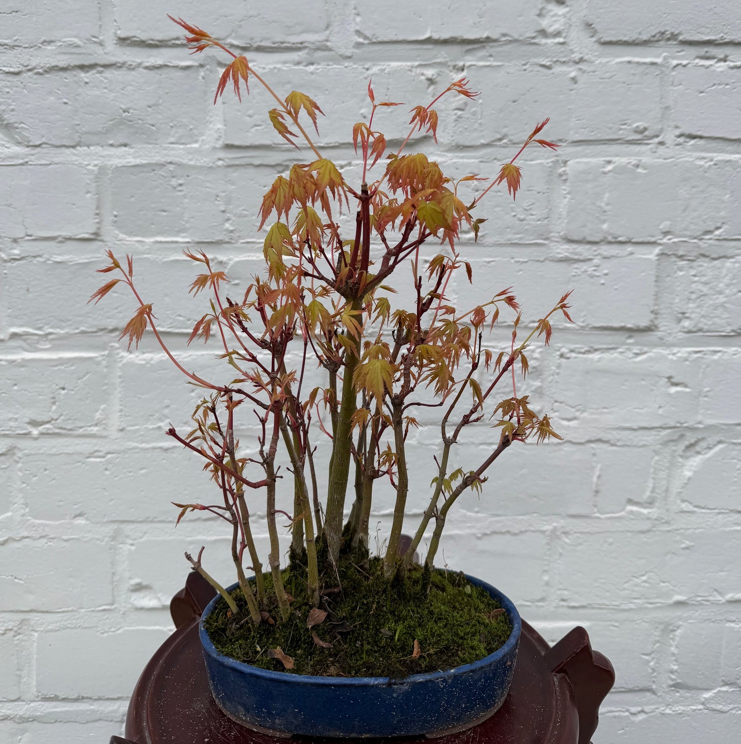 Japanse esdoorn (Acer palmatum Yamamomiji) - 25 cm