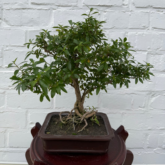 Bonsaï Serissa Phoetida 10 ans