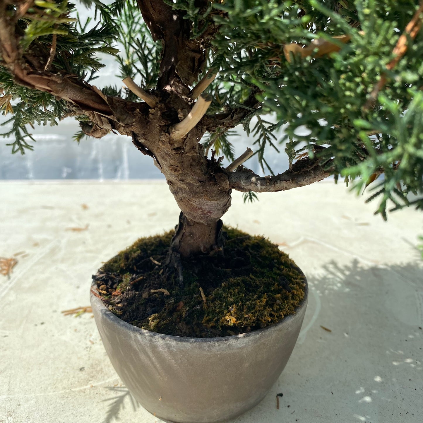 Bonsaï Shohin Jeneverbes (Juniperus Chinensis) - 20 cm