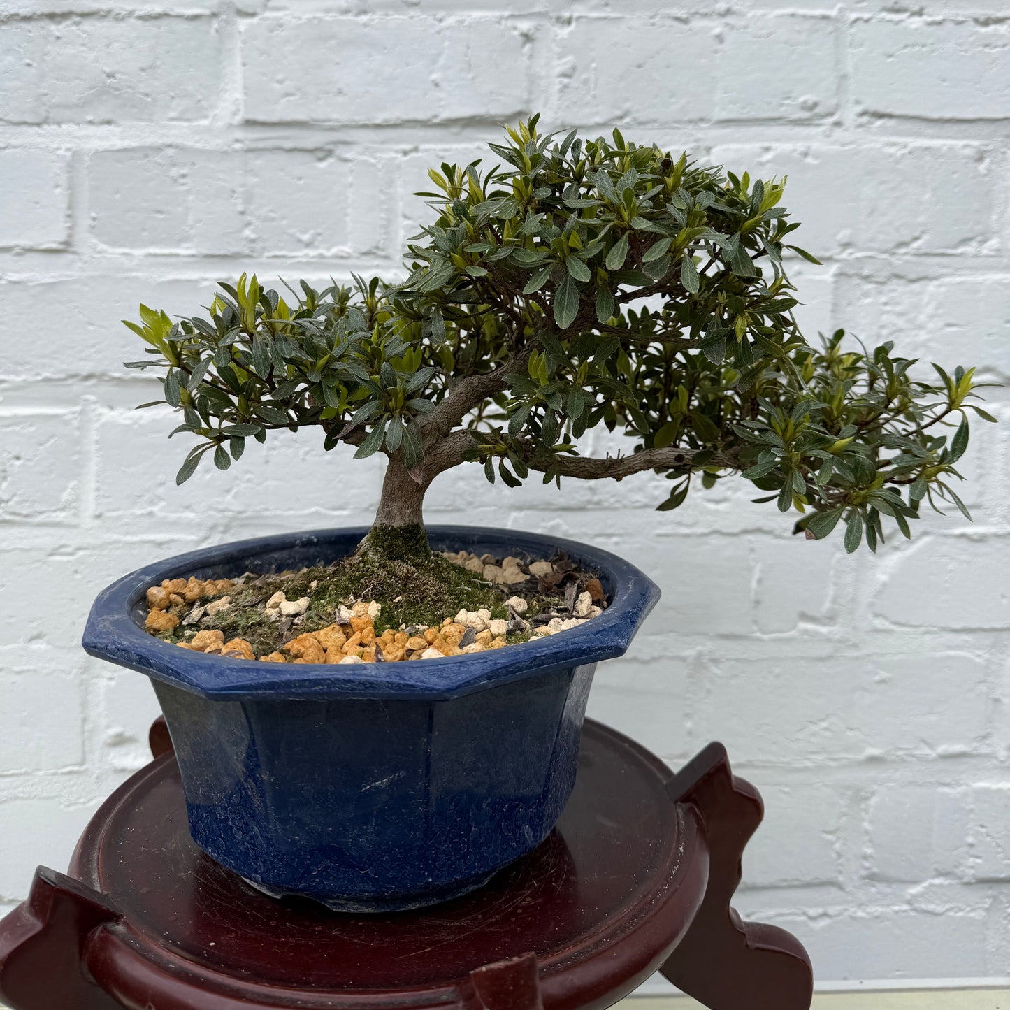 Azalea Satsuki Bonsai (Hakutsuru) - 17 cm