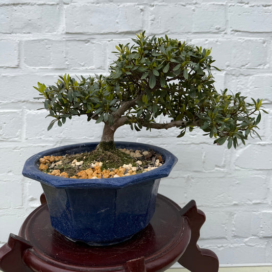 Bonsaï Azalée Satsuki (Hakutsuru) - 17 cm