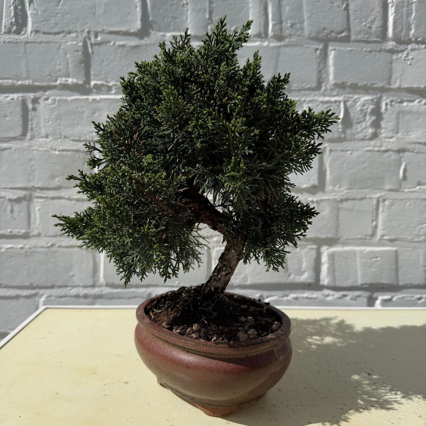 Jeneverbes Bonsai (Juniperus Chinensis Kyushu) - 25 cm