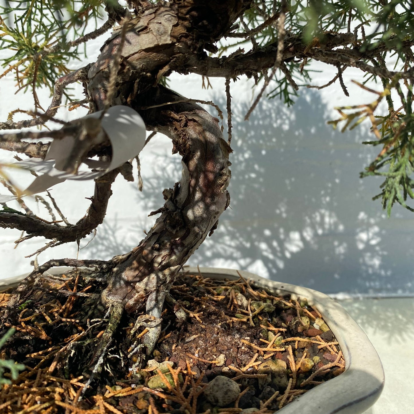 Bonsaï Genévrier  (Juniperus Chinensis) - 28 cm