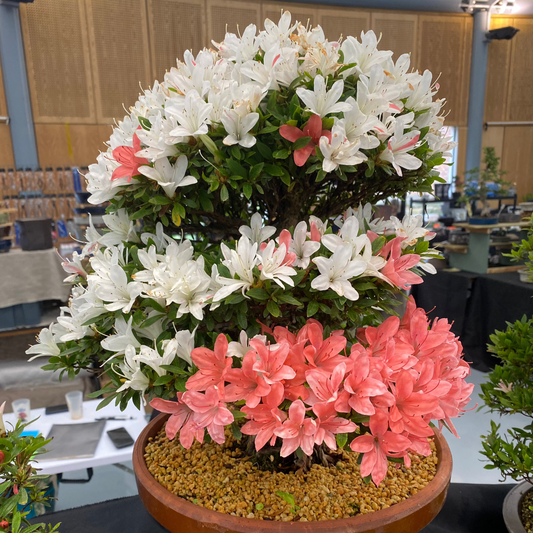 Bonsaï Azalée Satsuki (Rhododendron Indicum) – 45 cm