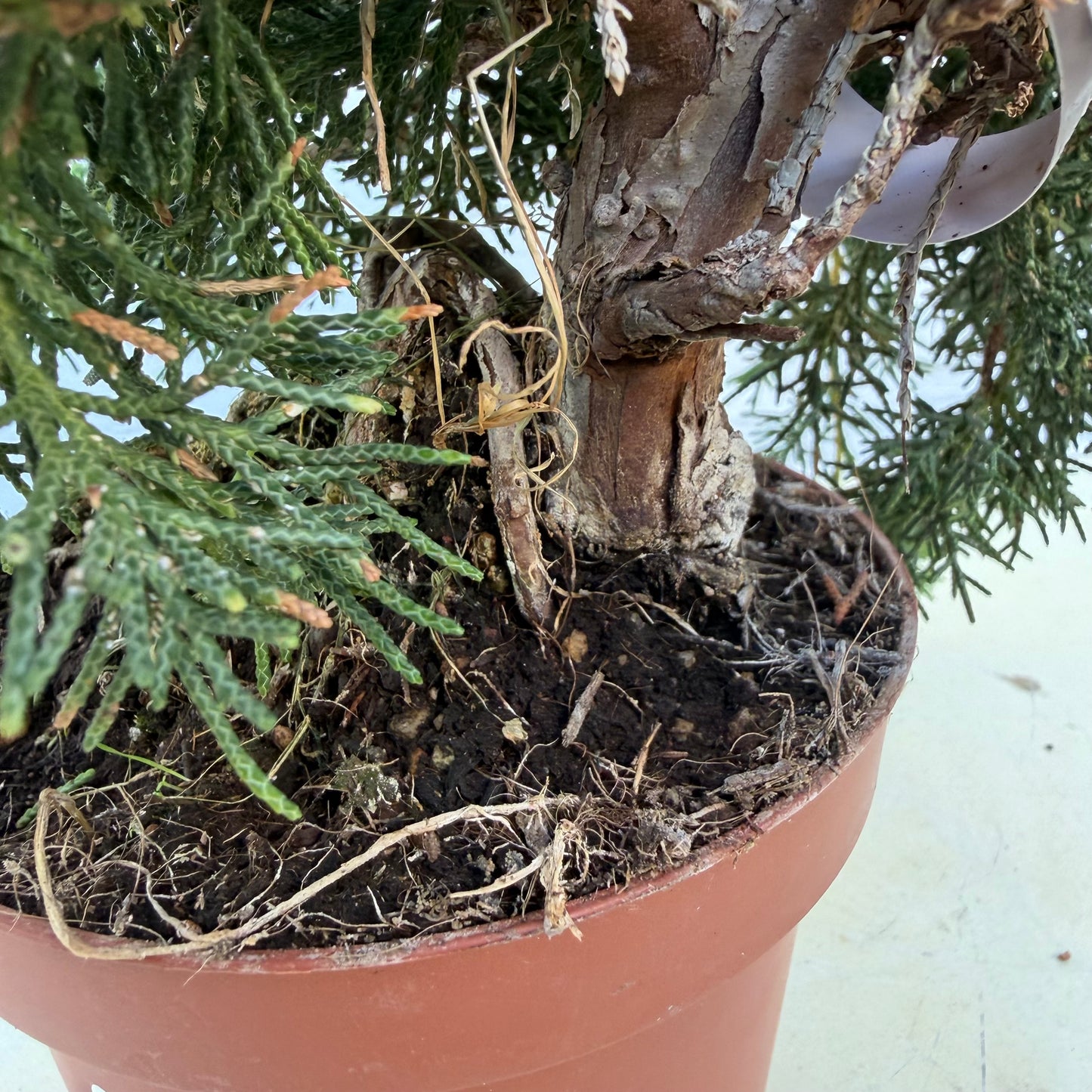 Juniperus Chinensis Kyushu - 26 cm - 9 ans