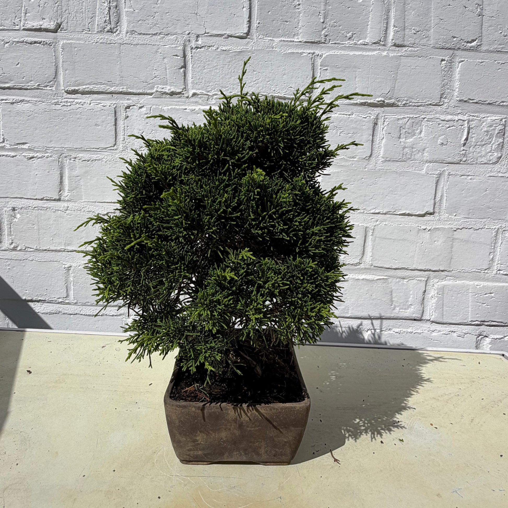 Juniperus Chinensis bonsai - 24 cm - 17 ans