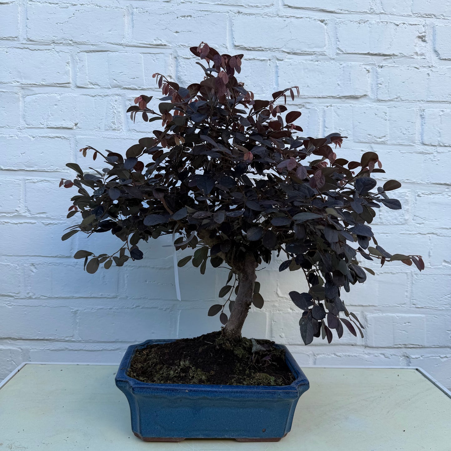 Loropetalum Chinensis - 40 cm