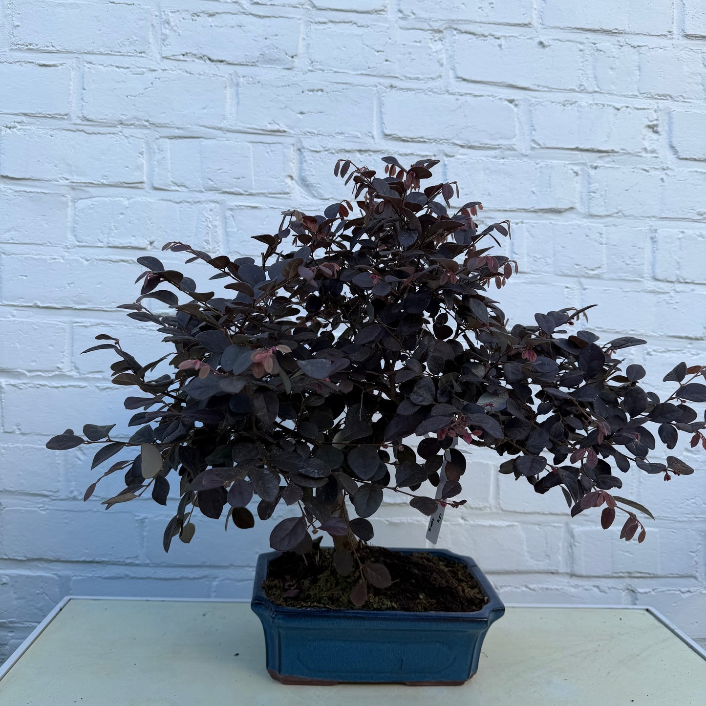 Loropetalum Chinensis Bonsai  - 40 cm