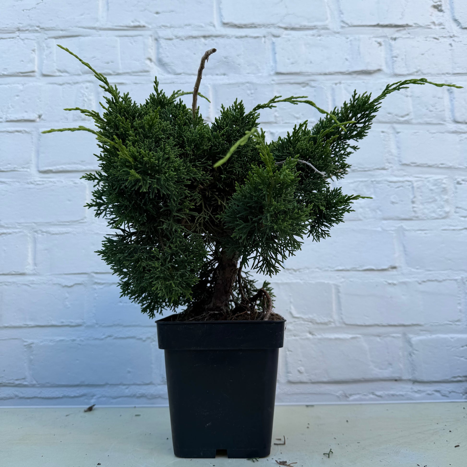Pre-bonsaï Genévrier  (Juniperus Chinensis Kyushu) - 22 cm - 12 ans