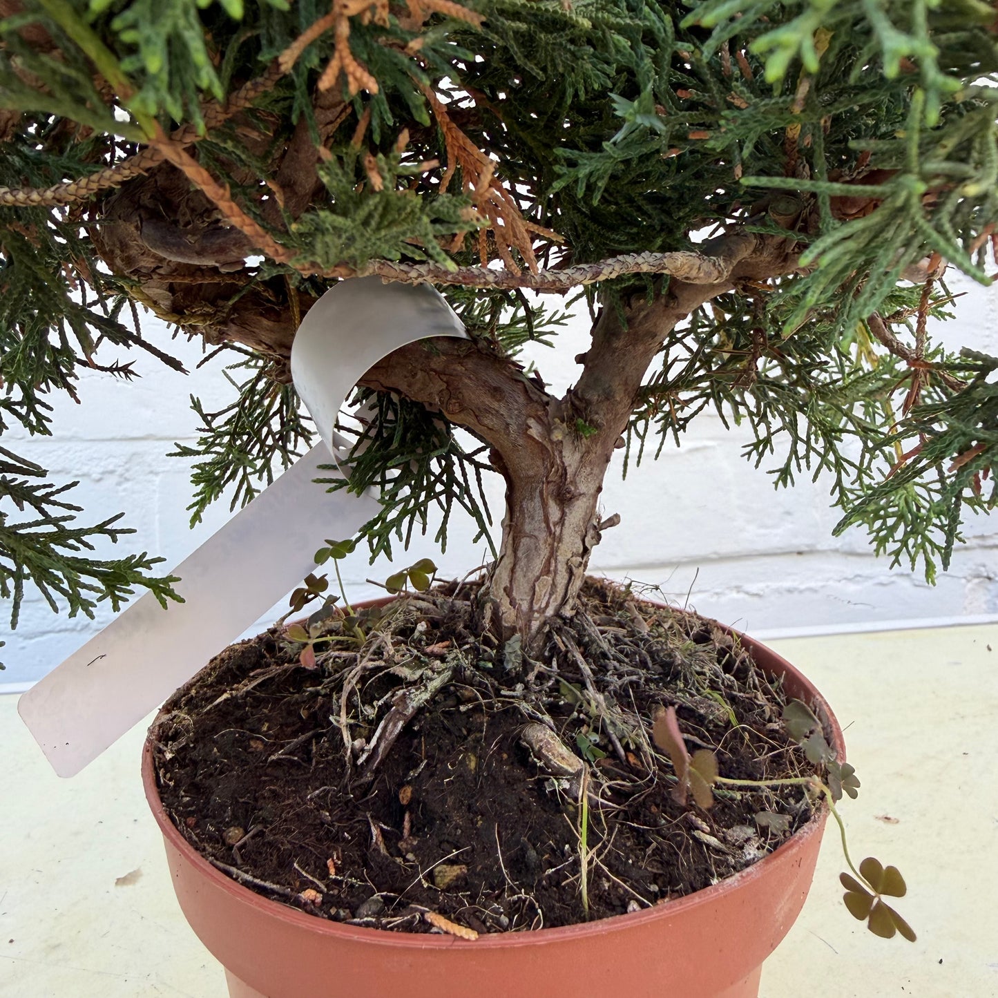 Pre-bonsaï Genévrier  (Juniperus Chinensis Kyushu) - 25 cm