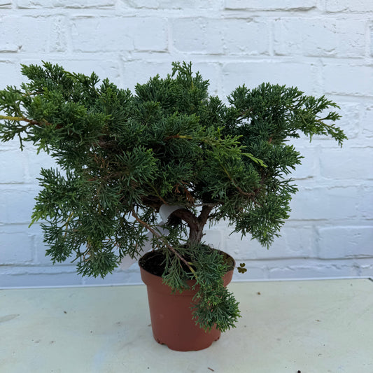 Pre-bonsaï Genévrier  (Juniperus Chinensis Kyushu) - 25 cm - 9 ans