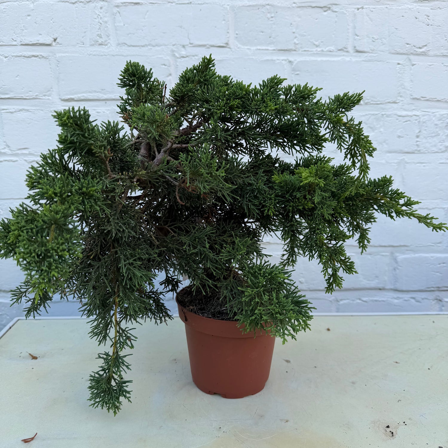 Pre-bonsaï Genévrier  (Juniperus Chinensis Kyushu) - 26 cm - 9 ans