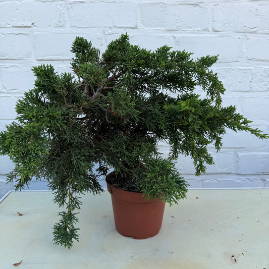 Pre-bonsaï Genévrier  (Juniperus Chinensis Kyushu) - 26 cm - 9 ans