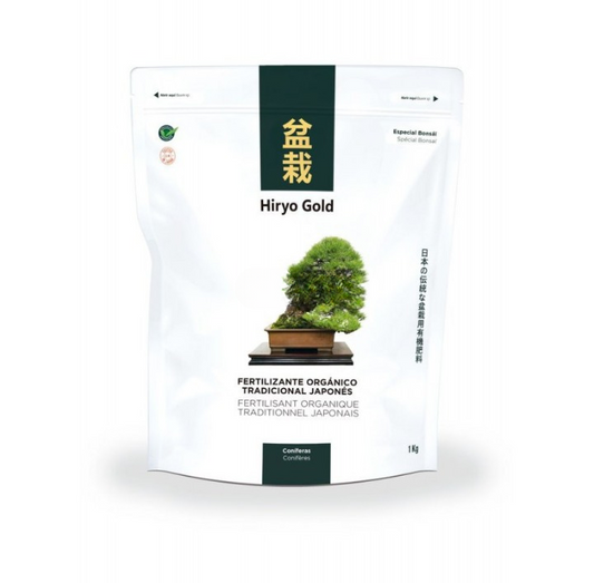 Hiryo Gold Conifer