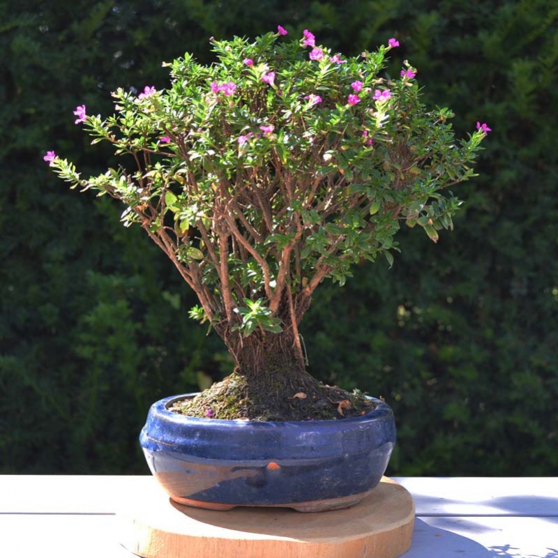 Bonsai entretien et préjugés