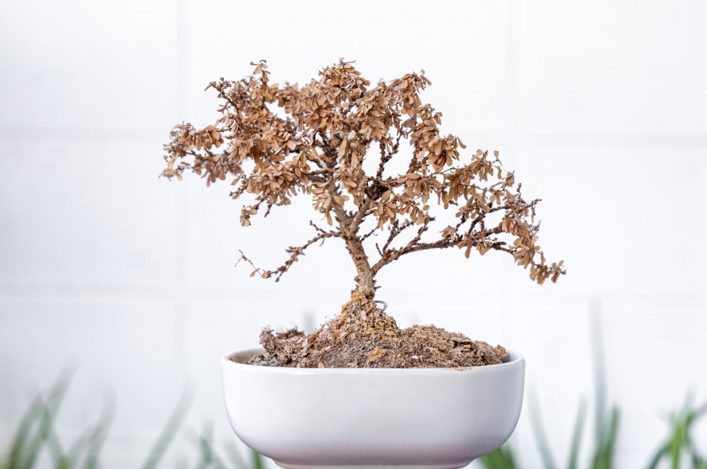 Sauver un bonsai avec des LED horticole - Bonsai Entretien