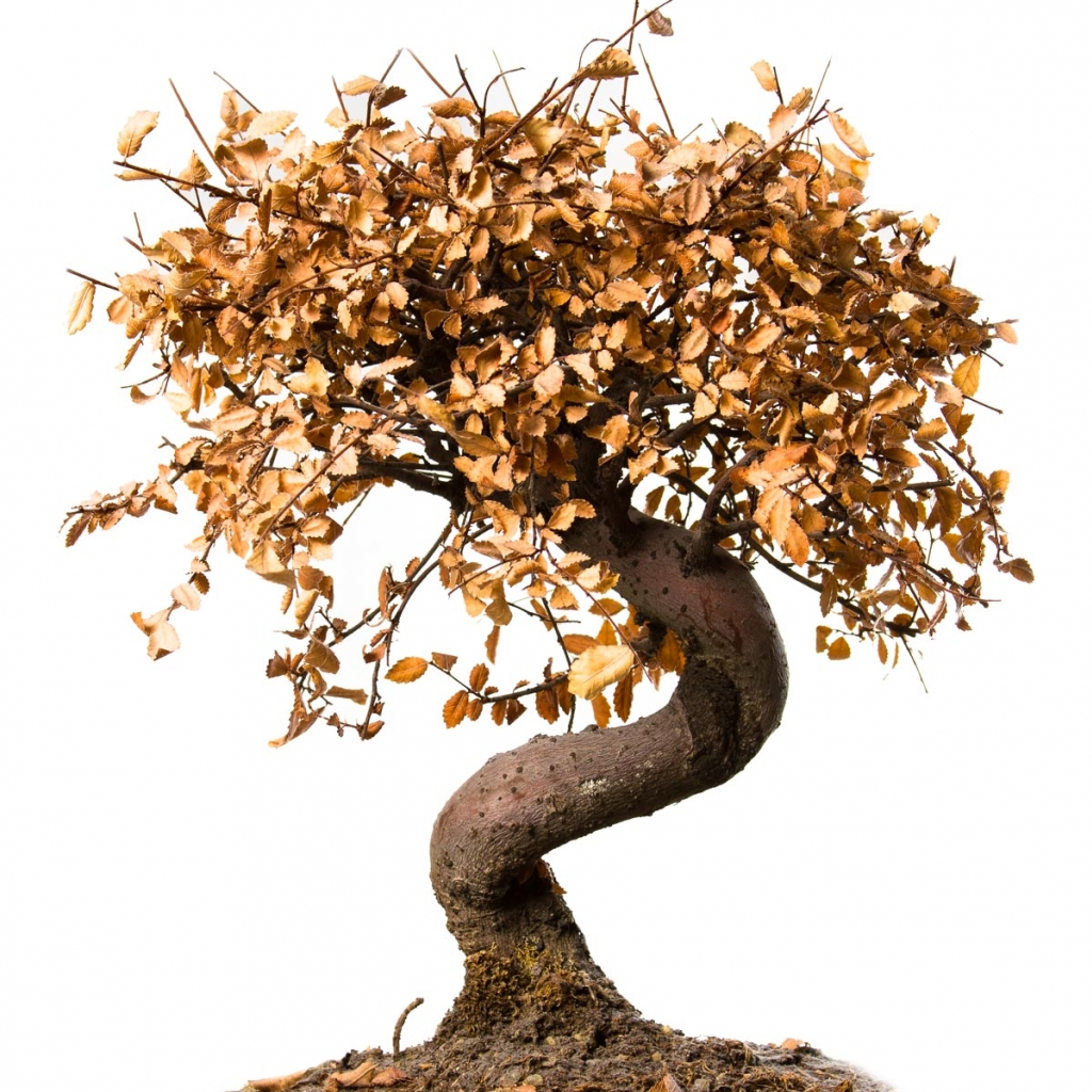 Pourquoi mon bonsai perd ses feuilles