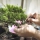 bonsai-verzorging-en-onderhoud