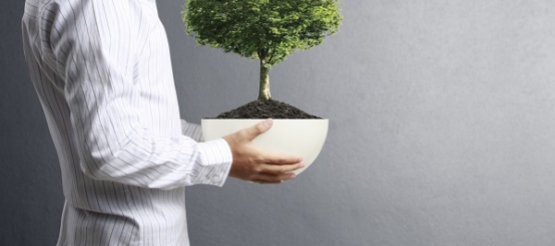 Waar moet u uw indoor bonsai neerzetten?
