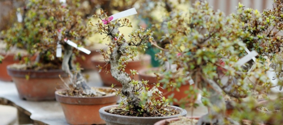 Ons advies voor het kiezen van de juiste bonsai