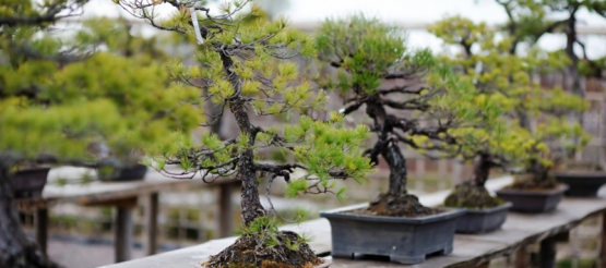 Welke bonsai moet u kiezen als u hem buiten wilt zetten?