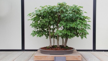 Verzorging voor de Drietand esdoorn bonsai
