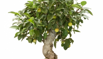 Verzorging voor de Japanse krabappel bonsai (Malus)