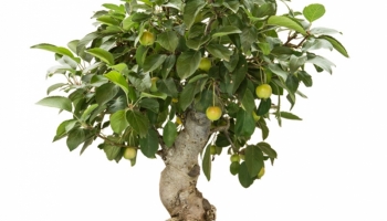 Verzorging voor de Japanse krabappel bonsai (Malus)