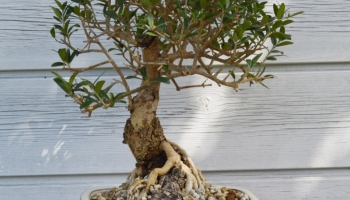 Verzorging voor de Olijfboom (Olea Europea)