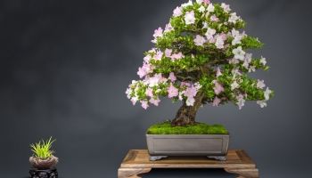 Verzorging voor de Azalea Satsuki bonsai