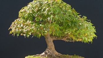Verzorging voor de Japanse esdoorn bonsai (Acer Palmatum)