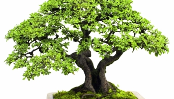 Verzorging voor de Chinese iep bonsai (Ulmus parvifolia)