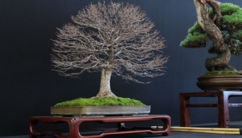 Verzorging voor de Japanse schijniep bonsai (Zelkova Serrata)