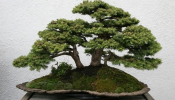 Verzorging voor de Spar bonsai (Picea)