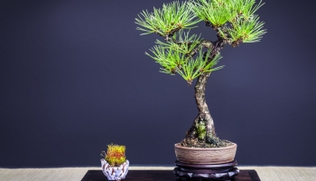 Fiche d'entretien : Pin Noir du Japon (Pinus Thunbergii) 