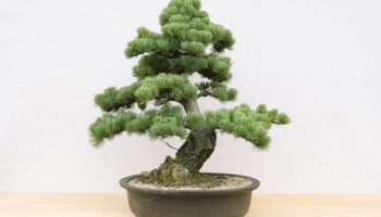 Verzorging voor de Japanse witte den (Pinus Pentaphylla)
