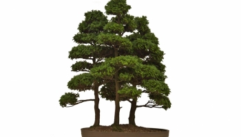 Verzorging voor de Chamaecyparis Obtusa bonsai (Japanse dwergcypres)