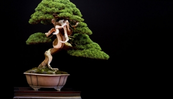 Hoe moet u een Jeneverbes bonsai snoeien?