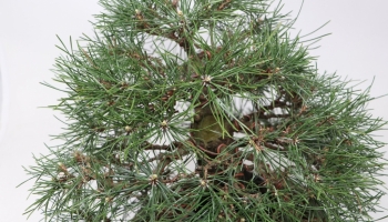 Hoe is het mogelijk om de naalden van een zwarte dennen-bonsai te verkleinen?